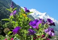 Montblanc view from Chamonix valley through flowers Royalty Free Stock Photo