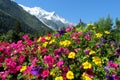 Montblanc view from Chamonix valley through flowers Royalty Free Stock Photo