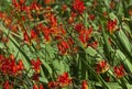 Montbretia