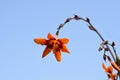 Montbretia Emily McKenzie Royalty Free Stock Photo