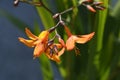 Montbretia Emily McKenzie Royalty Free Stock Photo