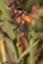 Montbretia Emily McKenzie Royalty Free Stock Photo