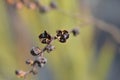 Montbretia Emily McKenzie Royalty Free Stock Photo