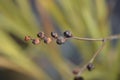 Montbretia Emily McKenzie seeds Royalty Free Stock Photo