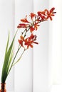 Montbretia flowers (Crocosmia)