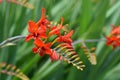 Montbretia Lucifer