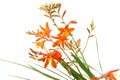 Montbretia in a white background