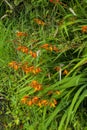 Montbretie, Crocosmia plant with orange coloured blossoms Royalty Free Stock Photo