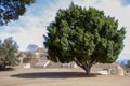 Monte Alban Oaxaca Mexico huge tree next to the pyramids Royalty Free Stock Photo