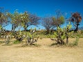 Monte Alban, Oaxaca, Mexico, South America : [Biggest ruins of ancient Zapotec city at the top of the mountain, UNESCO Royalty Free Stock Photo