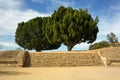 Monte Alban Oaxaca tree up the stairs Royalty Free Stock Photo