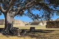 Monte Alban pyramids behind green tree Royalty Free Stock Photo