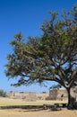 Monte Alban pyramids behind green tree Royalty Free Stock Photo