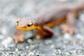 Selective focus of California Newt approaching