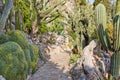 The exotic garden empty path with rare succulent plants in a summer day in Monte Carlo