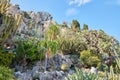 The exotic garden path cliff with rare succulent plants in a sunny summer day in Monte Carlo