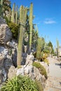 The exotic garden path with rare cactus plants in a sunny summer day in Monte Carlo, Monaco