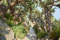 The exotic garden path with rare succulent plants in a summer day, sunlight in Monte Carlo