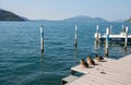 Three mallards standing on the pier at Monte Isola, Iseo lake, Brescia province , Italy