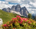 Monte Pelmo red mountain flowers Alps Dolomites mountain Royalty Free Stock Photo