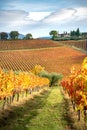 Montefalco Region, Umbria, Italy. Vineyards in autumn