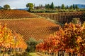 Montefalco Region, Umbria, Italy. Vineyards in autumn