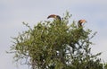 The Monteiro's hornbill (Tockus monteiri) Royalty Free Stock Photo