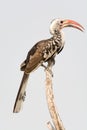 Monteiro's hornbill on top of a tree. Royalty Free Stock Photo
