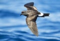 Monteiro's Stormvogeltje, Monteiro's Storm Petrel, Oceanodroma m