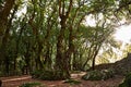 Monteluco, Spoleto, Umbria, Italy: the ancient sacred wood to Jupiter on the hill near the town Royalty Free Stock Photo