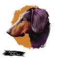 Montenegrin mountain hound, dog of crnogorski planinski goni breed digital art illustration. Pet from Montenegro called