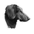 Montenegrin mountain hound, dog of crnogorski planinski goni breed digital art illustration. Pet from Montenegro called