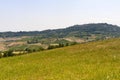 Montepulciano (Siena)