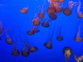 Monterey Bay Aquarium California Royalty Free Stock Photo