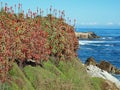 Monterey bay Sanctuary Royalty Free Stock Photo