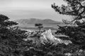 lonely cypress tree in California Royalty Free Stock Photo