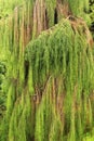 Monterey cypress (Cupressus macrocarpa flagelliformis)