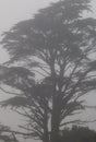 Monterey cypress Cupressus macrocarpa in the fog. Royalty Free Stock Photo