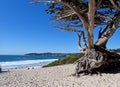 Monterey Cypress Tree on Carmel Beach Royalty Free Stock Photo