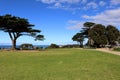 Monterey cypress trees (Hesperocyparis macrocarpa) in Torquay (Australia) : (pix Sanjiv Shukla) Royalty Free Stock Photo