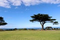 Monterey cypress trees (Hesperocyparis macrocarpa) in Torquay (Australia) : (pix Sanjiv Shukla) Royalty Free Stock Photo