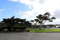 Monterey cypress trees (Hesperocyparis macrocarpa) in Torquay (Australia) : (pix Sanjiv Shukla) Royalty Free Stock Photo