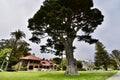 Uncle John or Norton, a Monterey Cypress, 4. Royalty Free Stock Photo