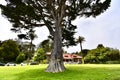 Uncle John or Norton, a Monterey Cypress, 2. Royalty Free Stock Photo
