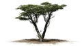 Monterey Cypress tree