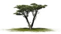 Monterey Cypress tree