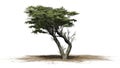 Monterey Cypress tree