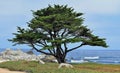 Monterey Cypress Tree in Pacific Grove