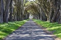 Monterey cypress tree tunnel