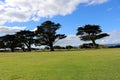 Monterey cypress trees (Hesperocyparis macrocarpa) in Torquay (Australia) : (pix Sanjiv Shukla) Royalty Free Stock Photo